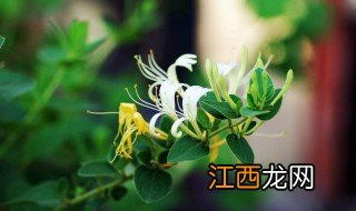 金银花有什么功效 金银花的功效有哪些