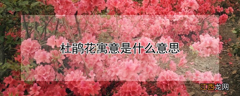 杜鹃花寓意是什么意思