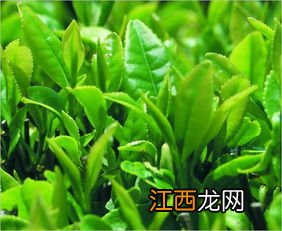 季季香茶叶怎么样