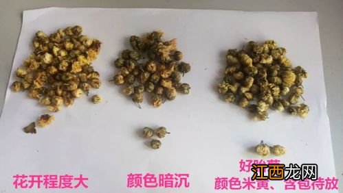 泡胎菊有什么好吃