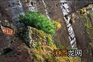 武夷山大红袍怎么去