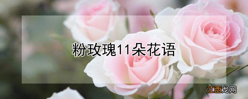 粉玫瑰11朵花语