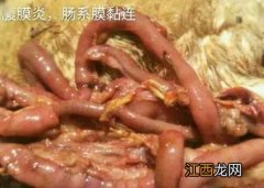 肉鸭气囊炎的治疗方法