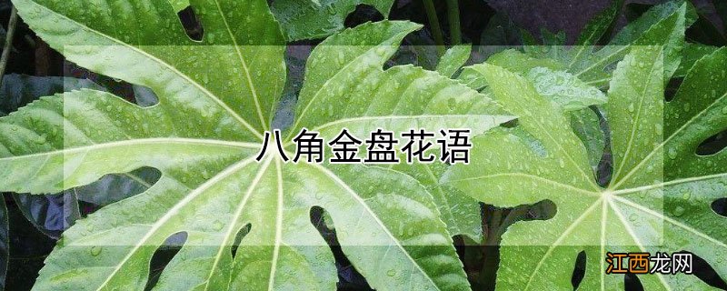 八角金盘花语