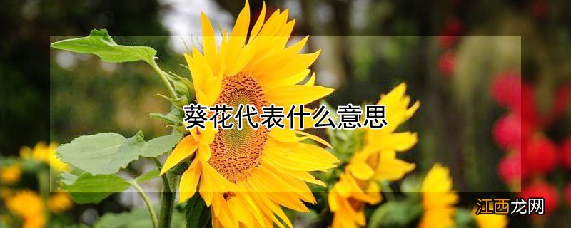 葵花代表什么意思