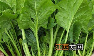 冬至前后可以种什么植物 冬至时有什么植物