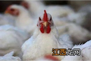 肉鸡欧指怎么算欧指