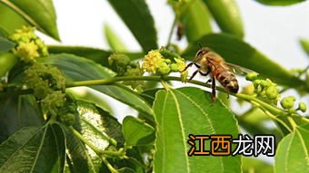 蜜蜂中毒了怎么解毒