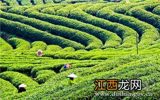 茶叶种植怎么才算好