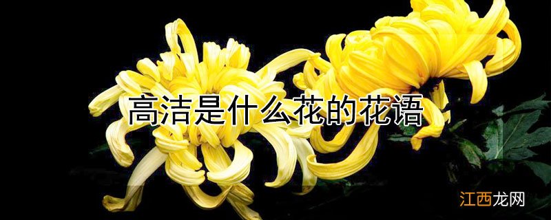 高洁是什么花的花语