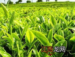 茶树怎么管理才能长出粗壮的茶叶