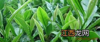 茶树怎么管理才能长出粗壮的茶叶