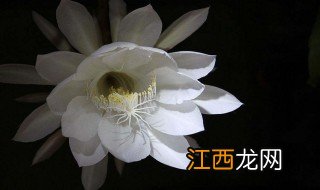 昙花怎么吃最有营养 昙花的营养食用方法