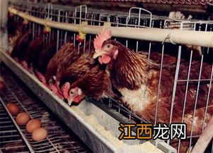 蛋鸡采食下降怎么了