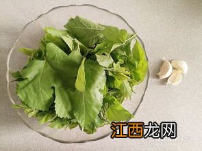 桑叶怎么炮制