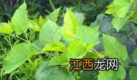 桑叶怎么炮制