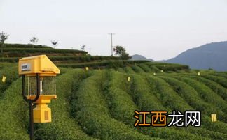 茶树上的螨虫怎么治