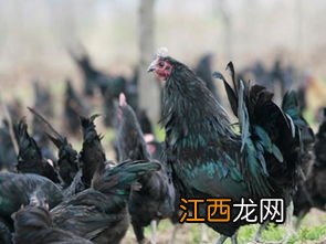 绿壳蛋鸡产蛋率多少