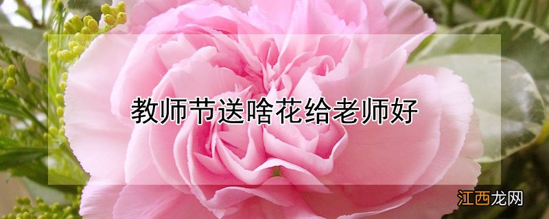 教师节送啥花给老师好