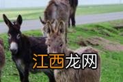 驴肉煮多长时间可以吃 煮驴肉放什么配料好