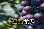 玉米粥可以减肥吗 玉米粥减肥法怎么吃