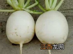 白菇什么样