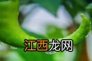 吃大白菜可以减肥吗 大白菜减肥怎么使用