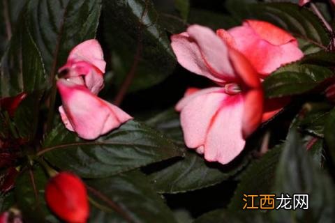 凤仙花如何打顶