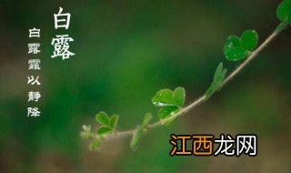 白露人们会干什么 白露时节人们通常干嘛