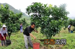 四年桃树施肥距离果树多远 桃树的最佳施肥位置