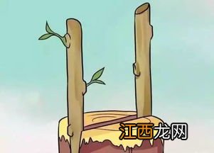 芽接方法 这个方法超简单