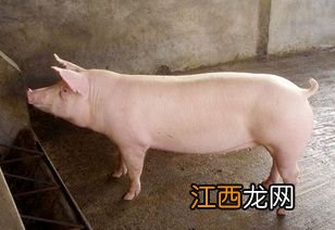 后备母猪不静立怎么办