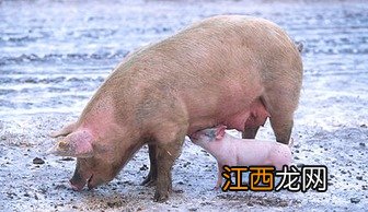 后备母猪不静立怎么办