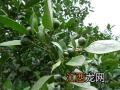 柑子什么时候打保花保果 柑子打保花保果时间简述