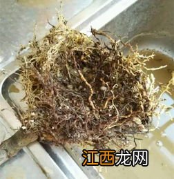 龙骨烂根处理方法 龙骨烂根怎么办