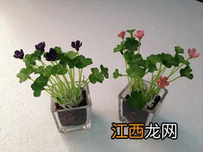 榆树种在哪个方位好 庭栽植物的风水讲究