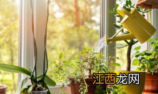 家里的绿植怎么清洁干净 家里的绿植怎么清洗