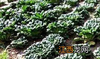 秋分能种乌塌菜吗农村 秋分能种乌塌菜吗