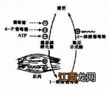 在糖原合成中作为葡萄糖载体的是什么 在糖原合成中作为葡萄糖载体的是UDP