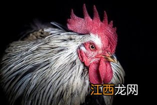 请问大公鸡的鸡冠子能吃吗? 吃了有什么好处或坏处