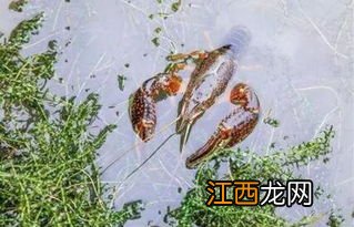 虾能浮在水面吗 一起来看看吧