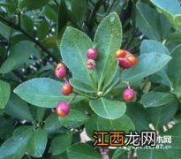 冬青树开花季节 冬青树什么时候开花