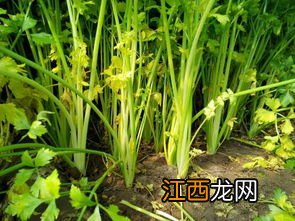 移栽芹菜一穴要几棵 几月份种植