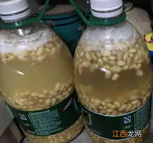 黄豆发酵后什么样子