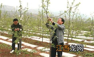 苹果树拉枝绑绳方式 苹果树拉枝技术要点