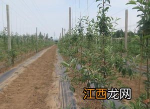 苹果树拉枝绑绳方式 苹果树拉枝技术要点