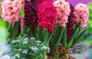 什么花苗好养活 什么花好养活又好看