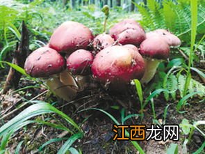 赤松茸种植技术 赤松茸是一种与树根共生的野生食用菌