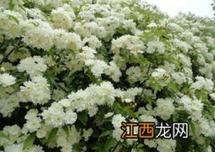 木香花几月种植 木香花如何种植