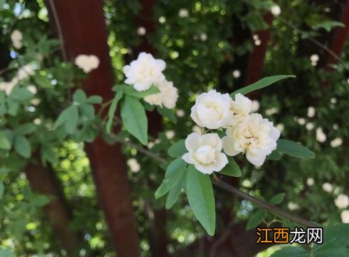 木香花几月种植 木香花如何种植